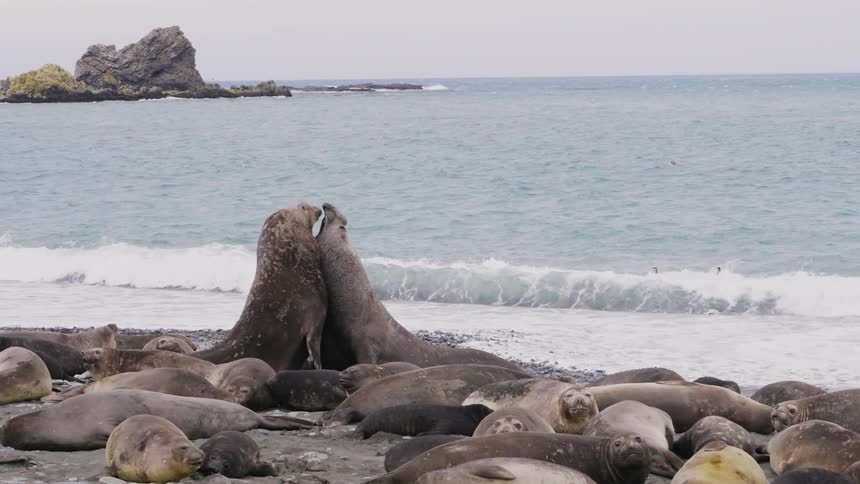 Male seals fightin midst of seal herd while birds float in surf