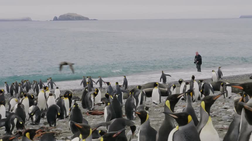 A man stands in the shallow ocean waters taking photos of surrounding penguins