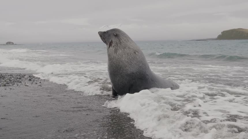 Seal sits just inside water on beach under overcast sky on misty day