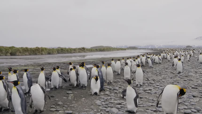 A colony of king penguins walk across the rocky shore with foggy mountains in the background