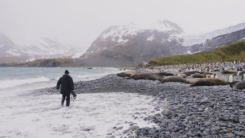 A photographer wades through the ocean and walks toward hundreds of penguins relaxing on the beach
