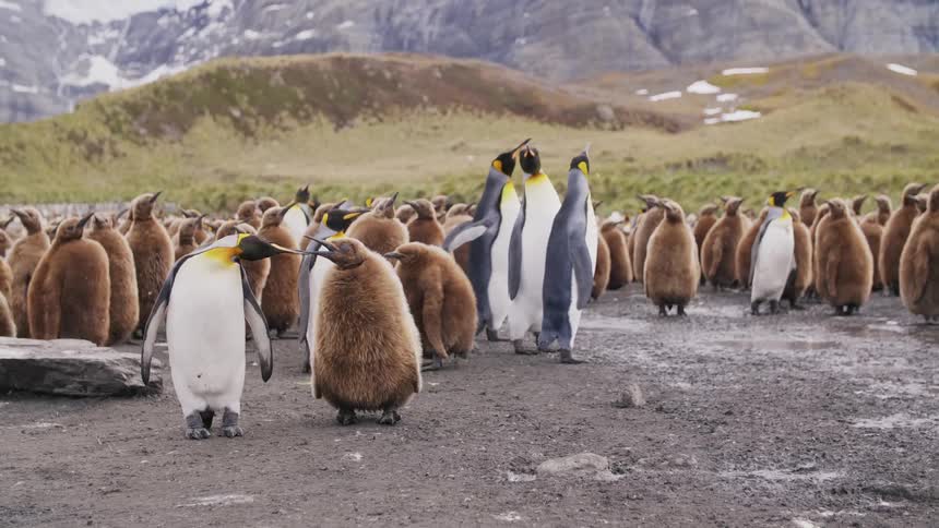 A swarm of king penguins huddle and stand while it snows