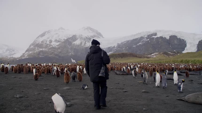A male photographer walking among penguins on a beach