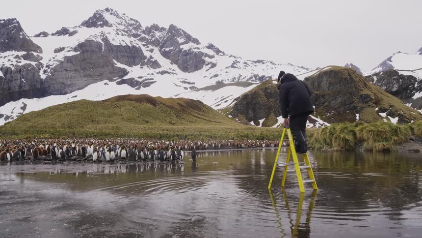 Wildlife photographer climbs onto yellow ladder placed in water to take photograph of penguin flock crowding shore at edge of hills leading to snow covered mountains