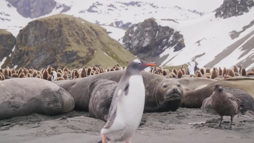 A pelican sits alongside several seals sleeping on the beach near dozens of penguins in the distance