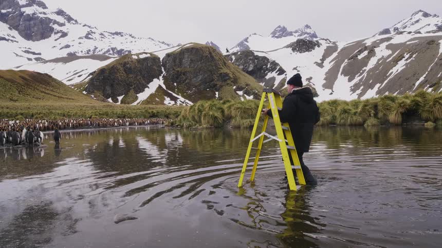 A photographer walks through a lake carry a ladder towards penguins on the shore