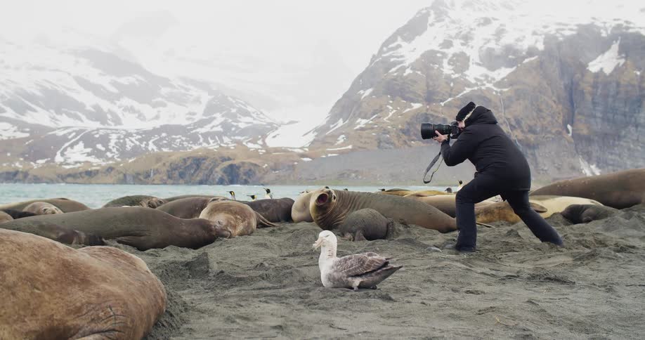 A photographer standing among seals and penguins on a beach waves his hand to get his targets attention before raising his camera to take a photograph