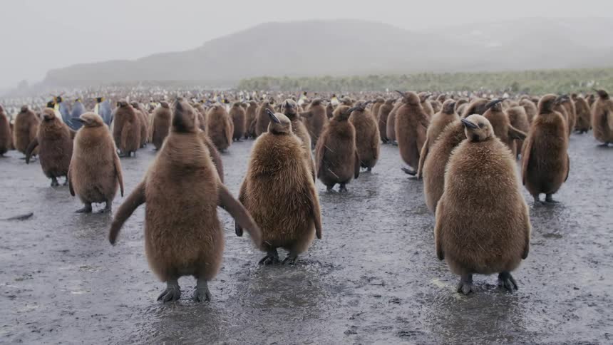 A large number of penguin walk across the land