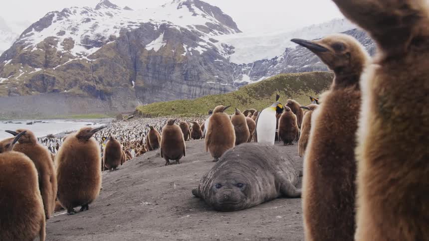 A large group of penguins stand around a seal resting on a beach on a foggy day