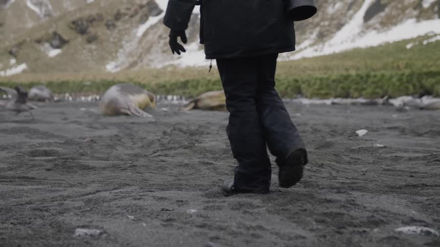Person carrying camera walks across sand passing seals with the snow covered mountain foots visible