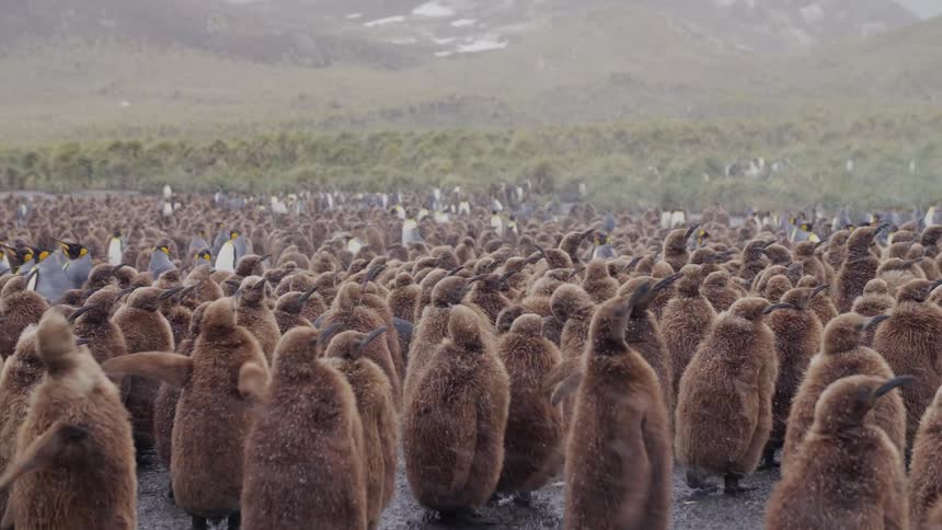 Flock of adult and juvenile penguins stand through snowstorm backed by vegetation and snow dotted mountain slopes