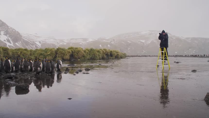 Wildlife photographer perches on yellow ladder in water to photograph penguin flock as mist obscures snow covered mountains on horizon