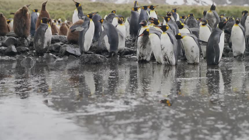 Penguin flock stands on reflective wet sand near vegetation bordering snow covered mountains