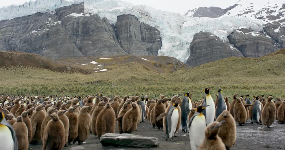 A colony of penguins standing in a muddy field with snow capped mountains in the background