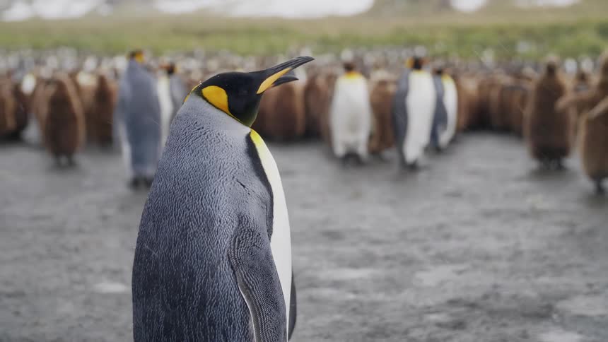 A colony of king penguins huddle and stand in a muddy field while it snows