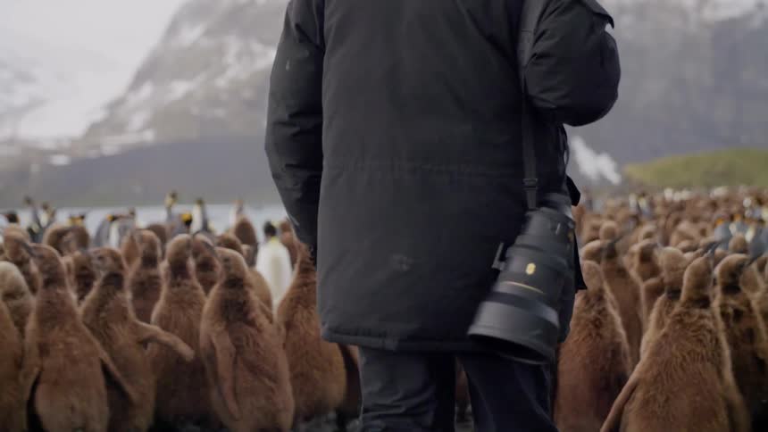 A man carrying a camera walks through a herd of penguins