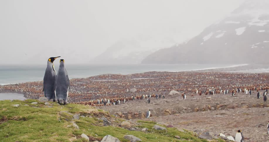 Penguins on the shore as snow falls