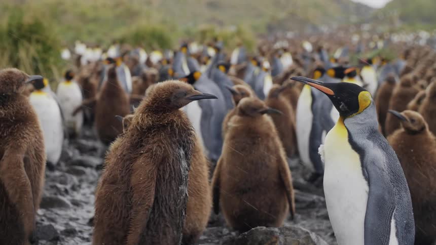 Penguins standing outside in the snow in the arctic