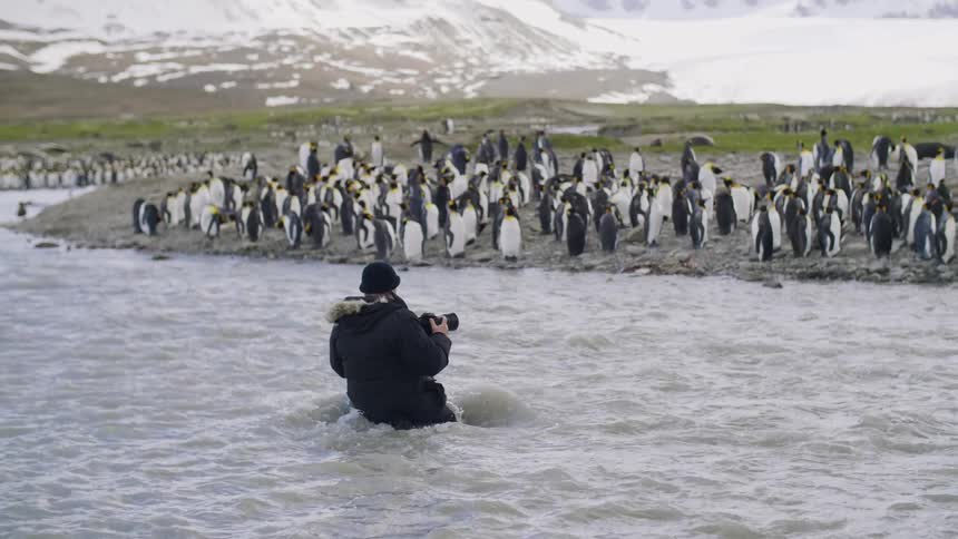 A male photographer kneels down in a river with his camera up to his face looking to a group of penguins on the land
