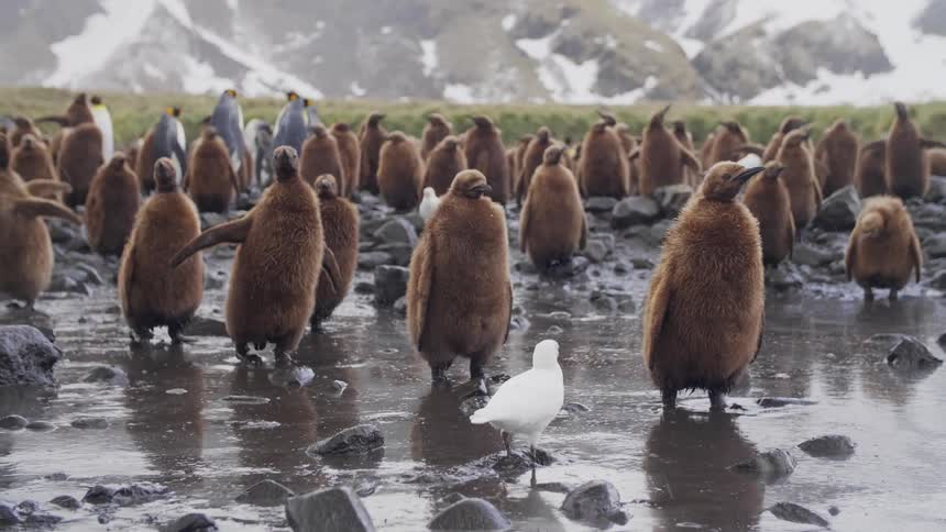 Penguin adults and chicks wade through mud near snow covered mountains slopes as bird of another species digs at mud with beak
