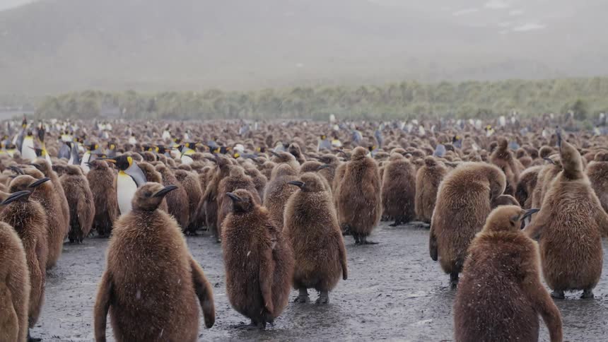 A colony of penguins stands in a muddy field while it snows