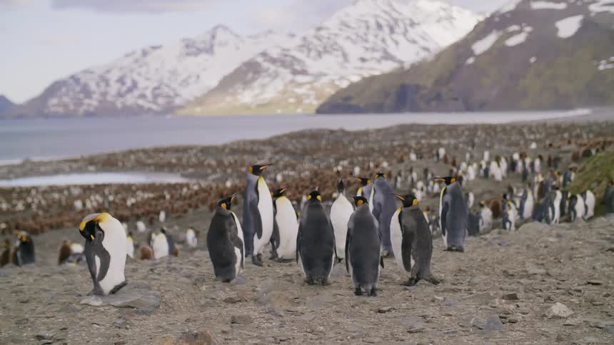 A colony of penguins stretching away into the distance on the shore