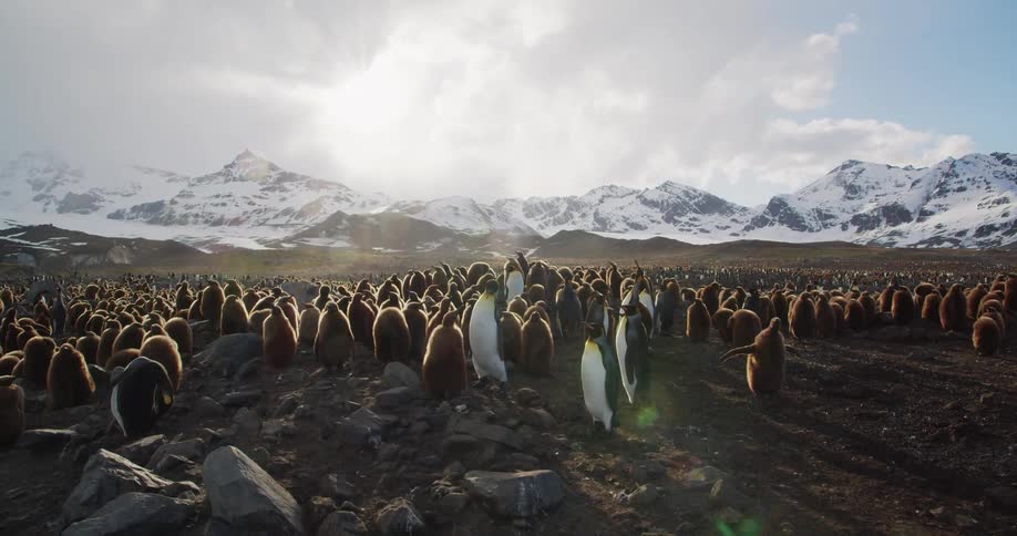 A colony of king penguins stands around a lake with snow capped mountains in the background
