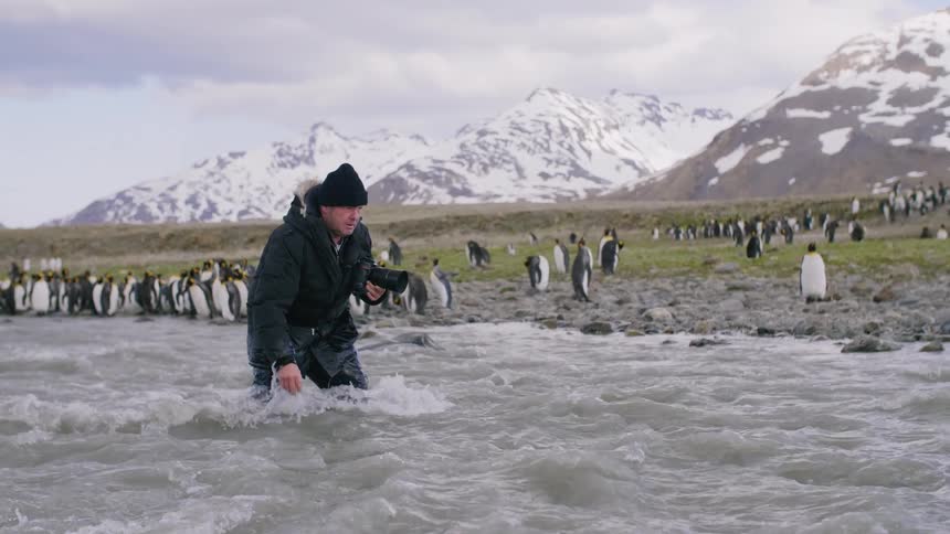 A photographer wades through running water near a shore that is crowded with penguins