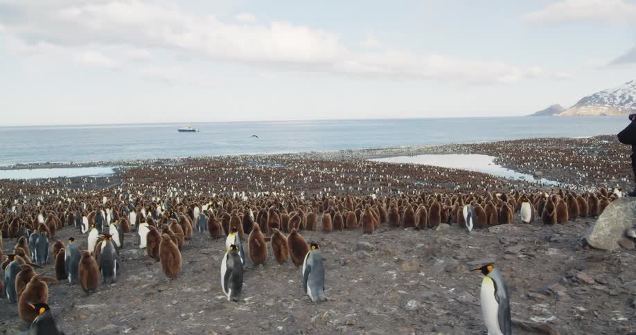 A man stands on the shore and takes pictures of penguins