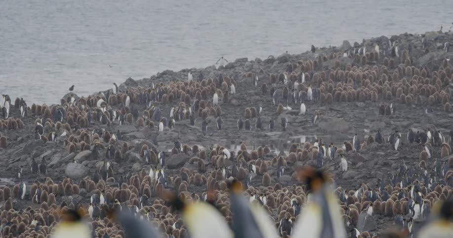 A large group of penguins standing outside in the snow