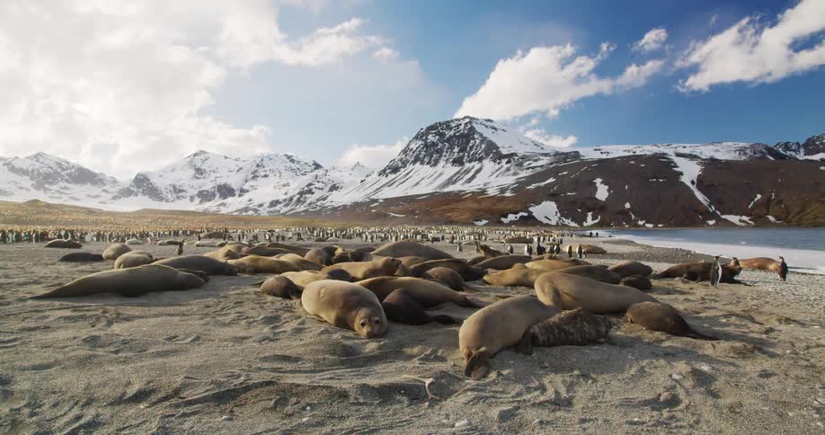 Seal lies on ground among its herd staring as seals and penguins occupy beach bordered by snowy covered mountains