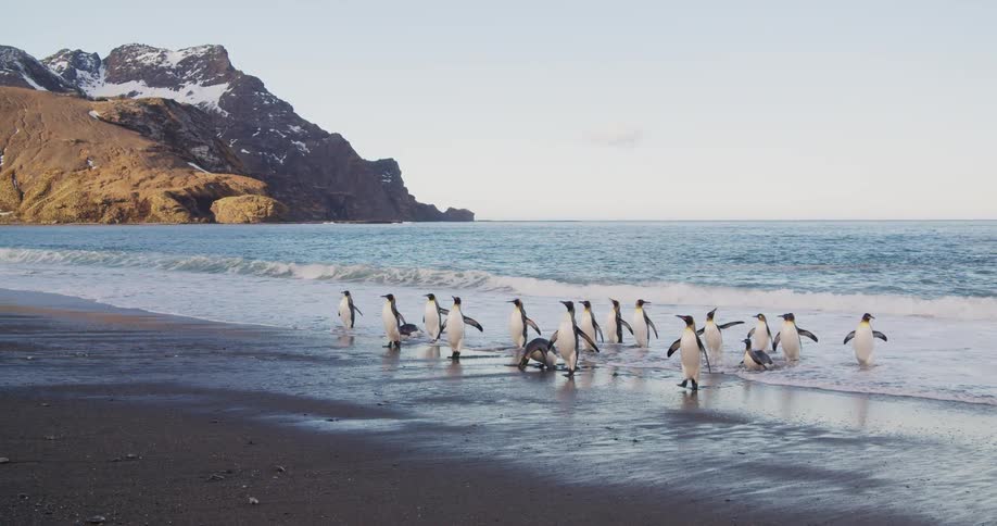 Penguins wade out of surf onto beach with snow covered mountain in background