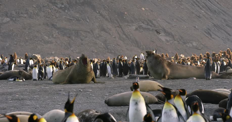 Walruses and penguins are crowded together while birds fly overhead
