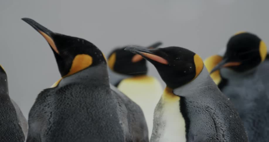 Penguins stand close together in falling snow grooming themselves