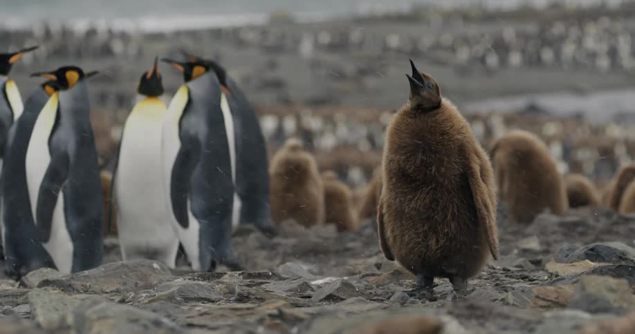 Snow falls as penguins walk on the shore