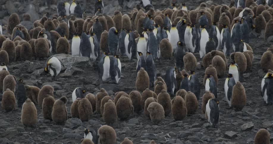 Snow falling on a large huddle of penguins