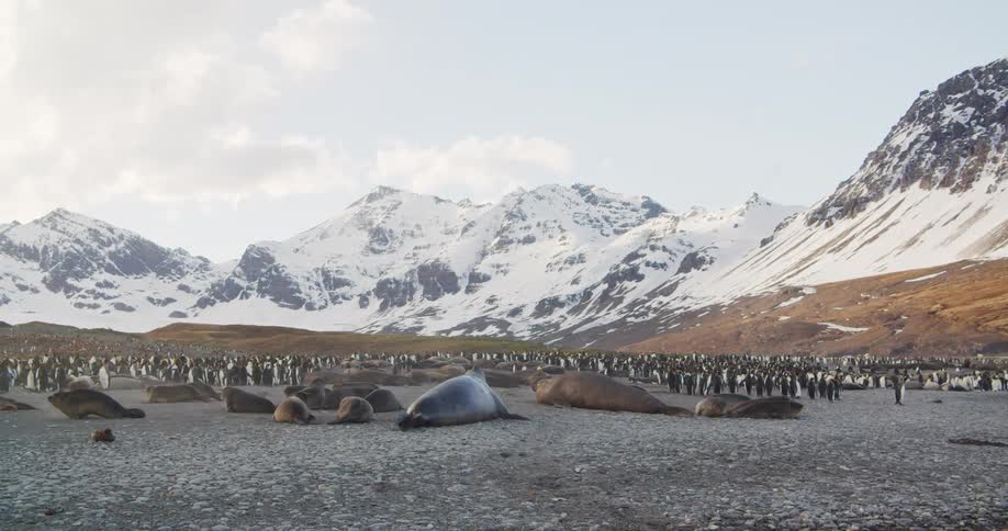 On a rocky beach a group of sea lions bark and crawl around near a colony of penguins