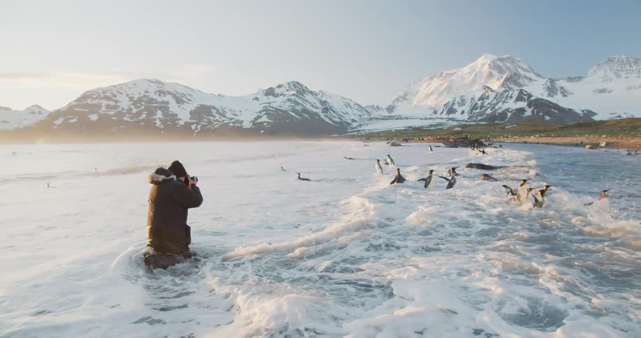A man stands in the water and take photographs of penguins