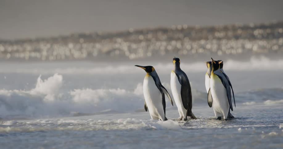 Six penguins wade in the ocean as a smaller bird flies above them