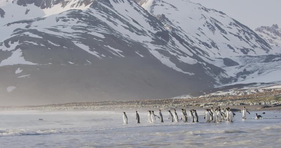 A group of penguins walks into sea on the shore with snowy mountains in the background
