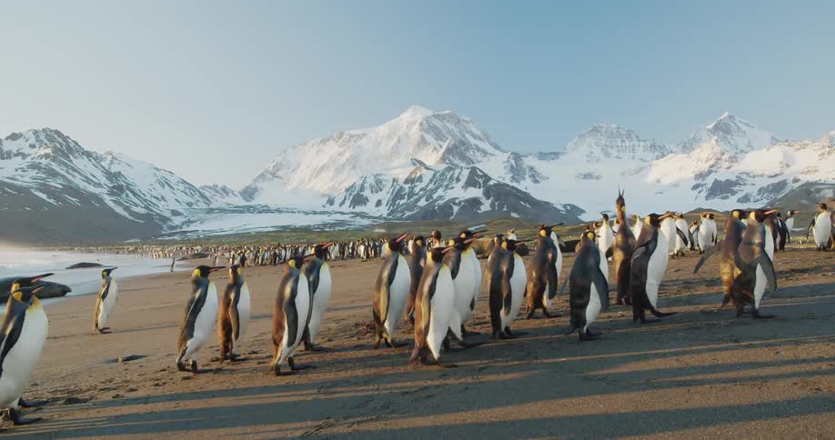 A large group of penguins walk up a beach together on a sunny day