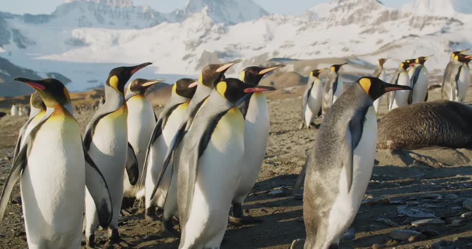 A large group of penguins are walking on the beach