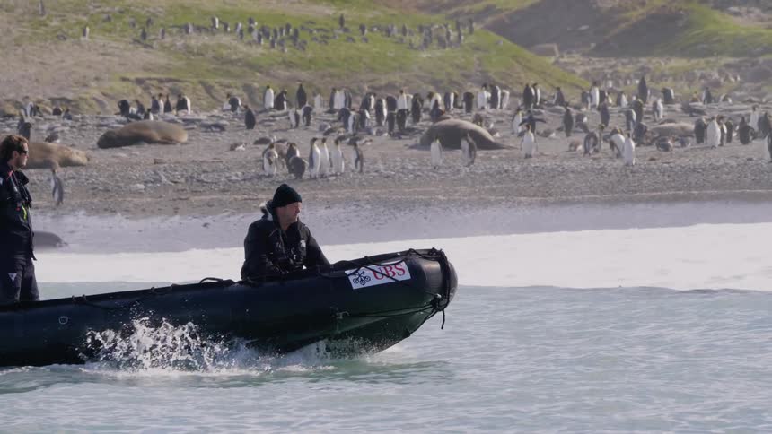 Two men on a boat drive past penguins on the beach