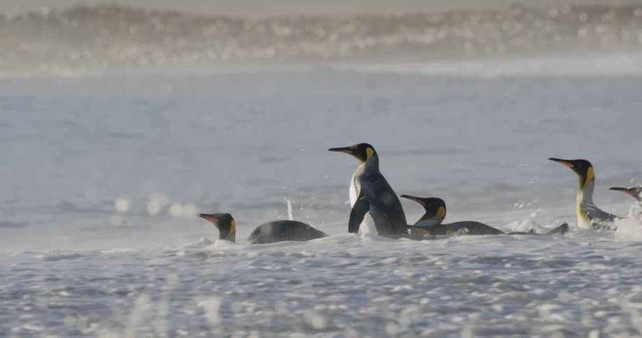Penguins wade into surf to swim out to sea on misty day