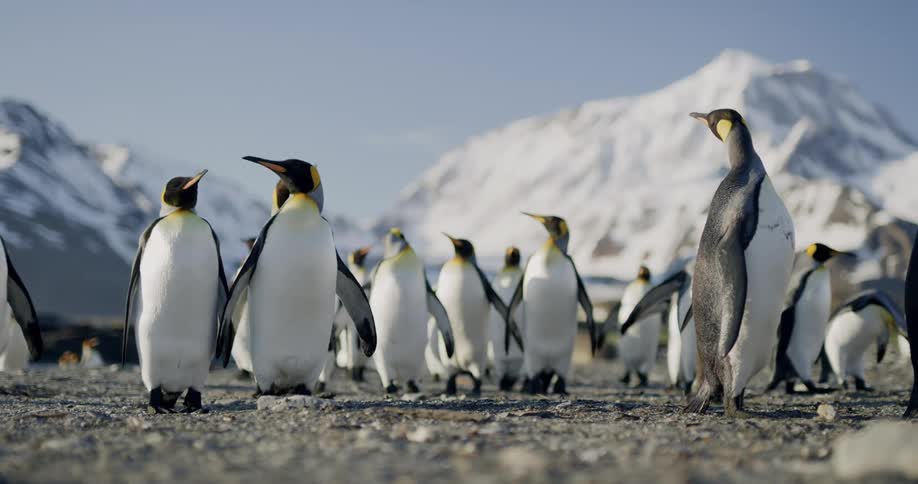 A group of penguins walking around a rocky flatland beneath snowy mountains on a sunny day