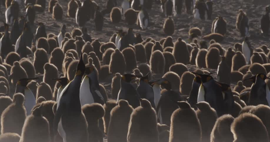 A large group of penguins gather together on a sandy beach