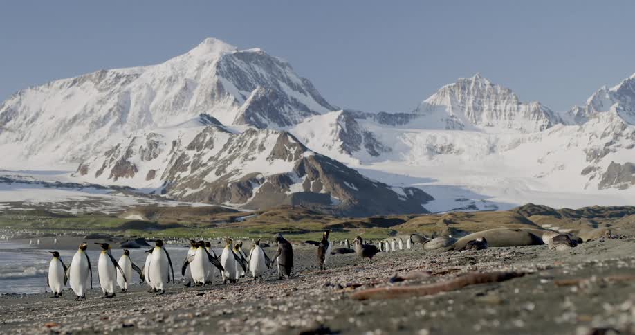 Penguin faces off with another aquatic fowl as remaining penguins walk across shore backed by snow covered mountains