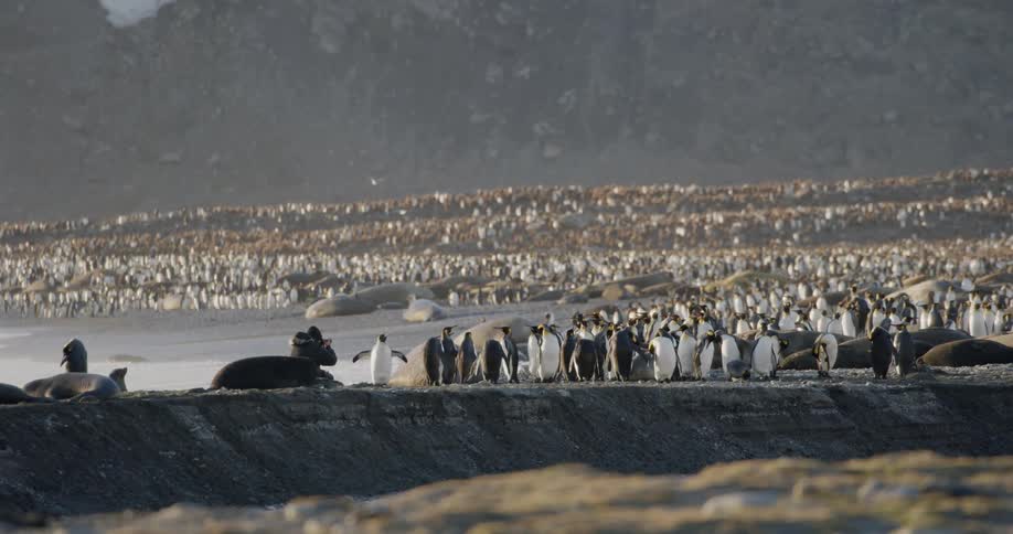 A man taking pictures of penguins on the shore