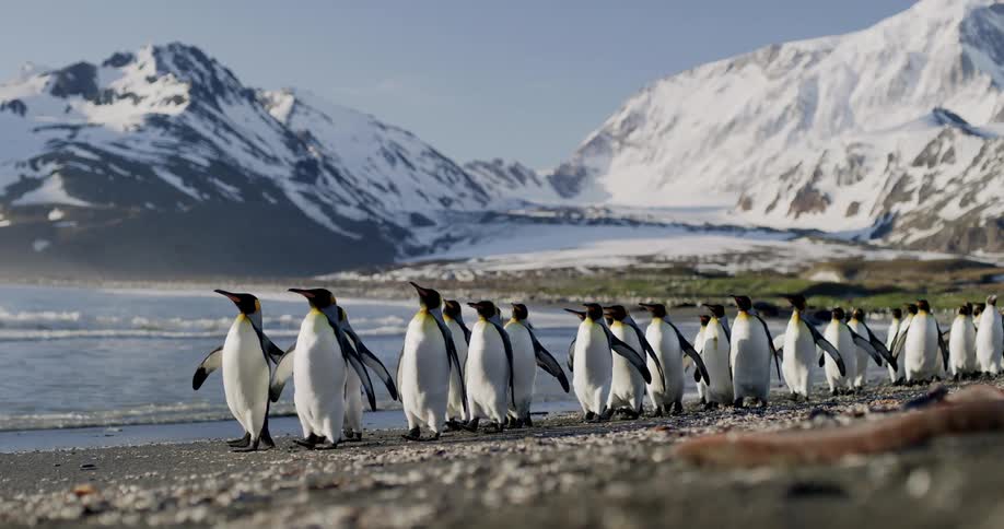 A group of penguins walk on the shore with snow capped mountains in the background