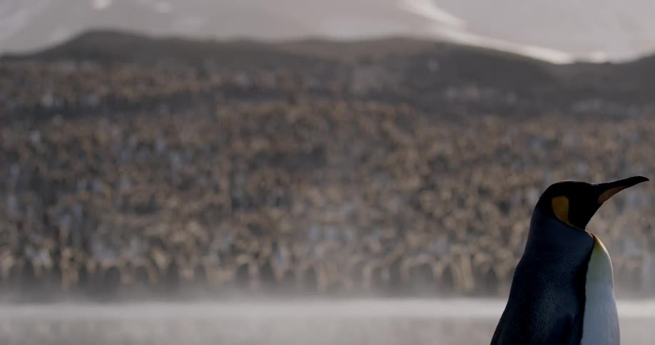 A very large group of penguins sits on the beach as a king penguin walks in front of them all and a bird flies over